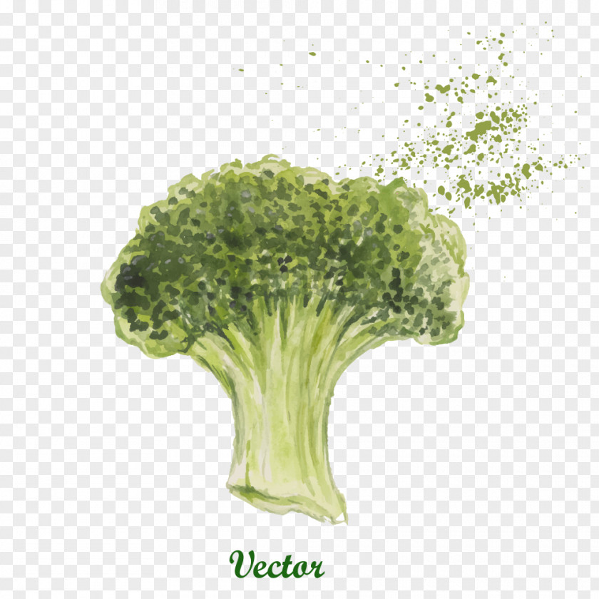 Vector Drawing Cauliflower Vegetable Broccoli Illustration PNG