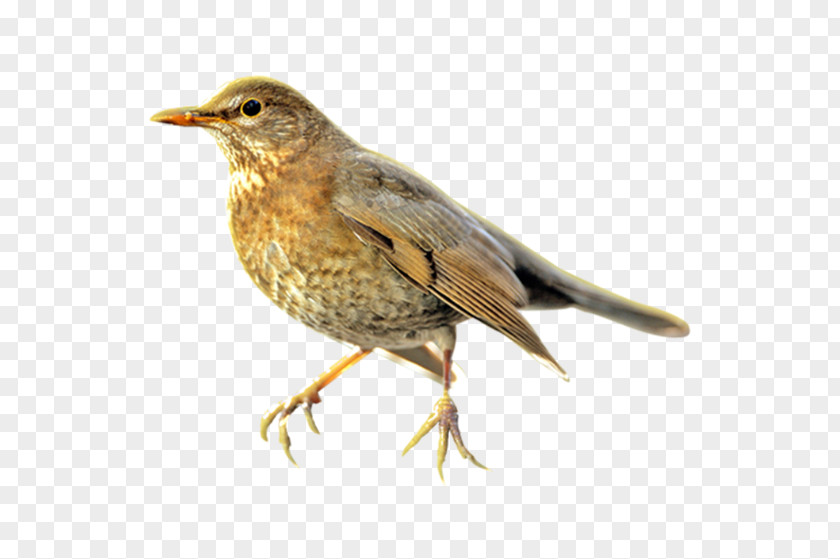 Warren Photographic Common Nightingale Song Thrush Ortolan Bunting One European Robin PNG