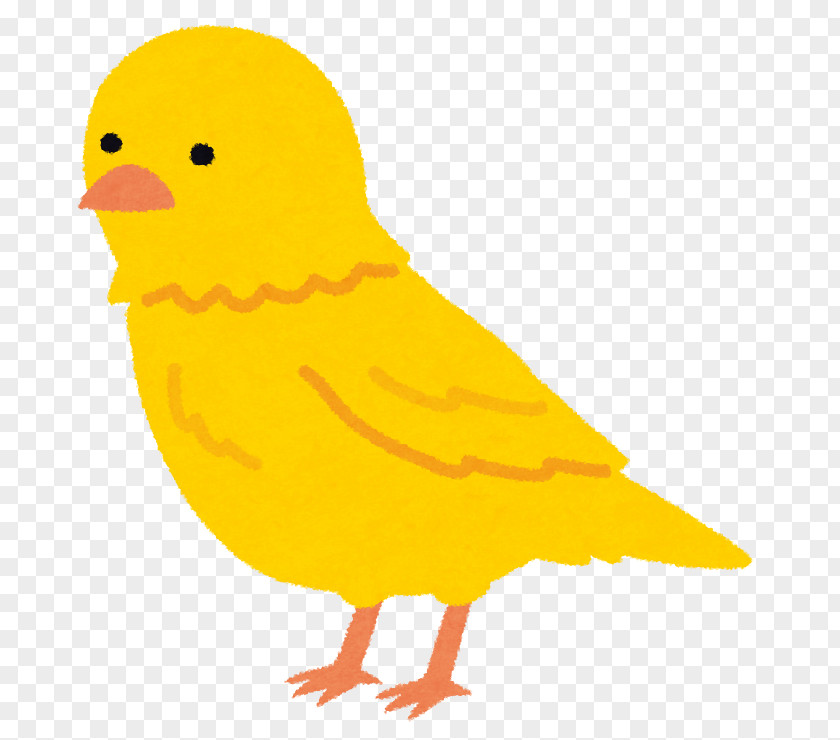 Atlantic Canary Stock Photography いらすとや Clip Art PNG