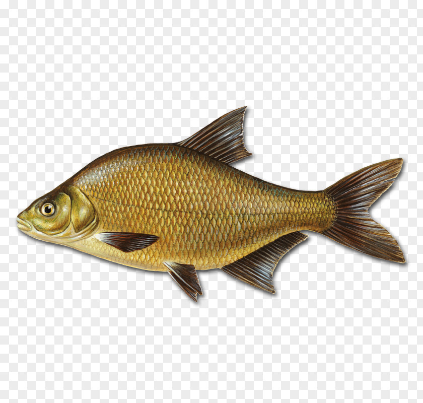 Bifrost Common Bream Fishing Angling PNG
