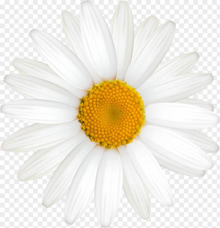 Camomile Roman Chamomile Oxeye Daisy Family German PNG