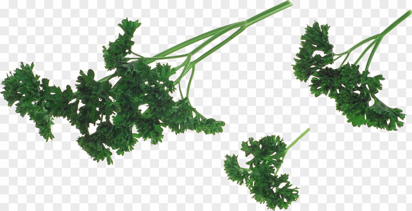 Parsley Herb Vegetable Dill PNG
