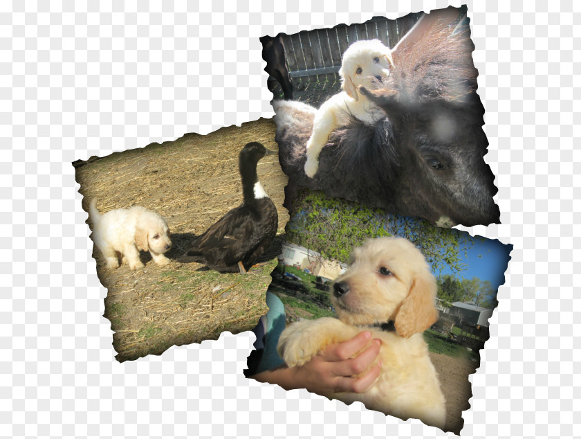 Puppy Dog Breed Fauna Crossbreed PNG