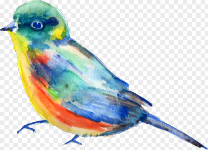 Watercolor Paint Finch Bird Beak Mountain Bluebird Songbird PNG
