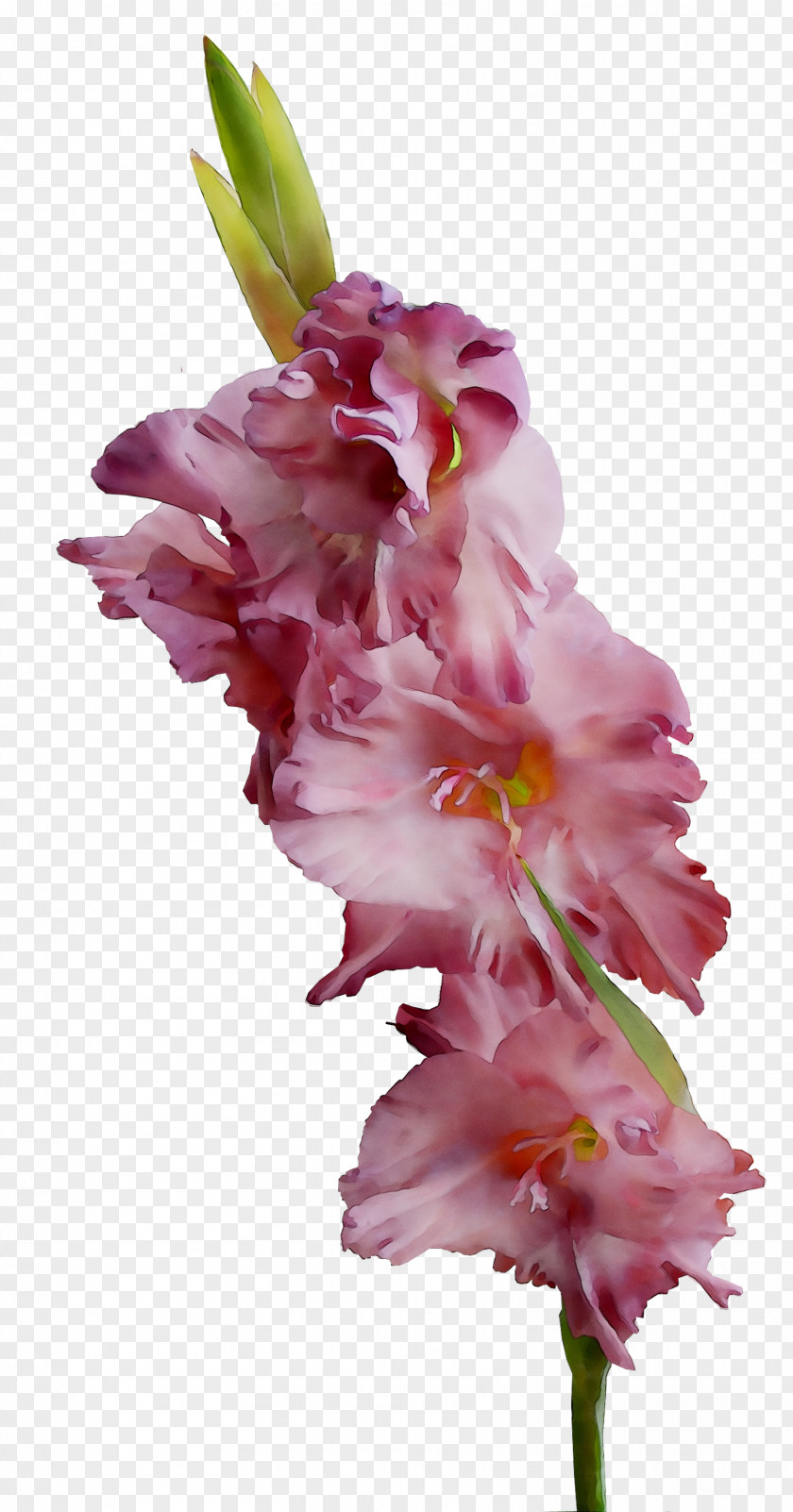 Gladiolus Cut Flowers Plant Stem Pink M PNG