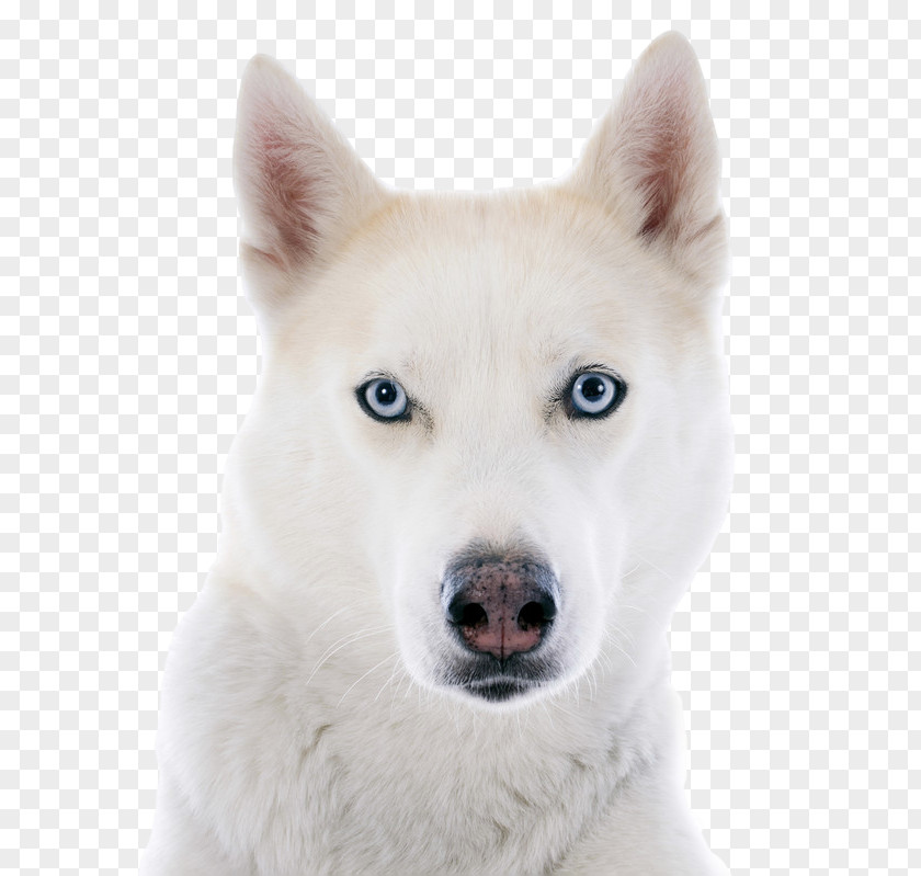 Puppy Siberian Husky Cat PNG