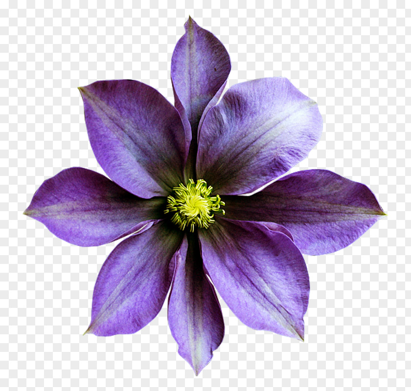 Sweet Violet Flower Purple PNG