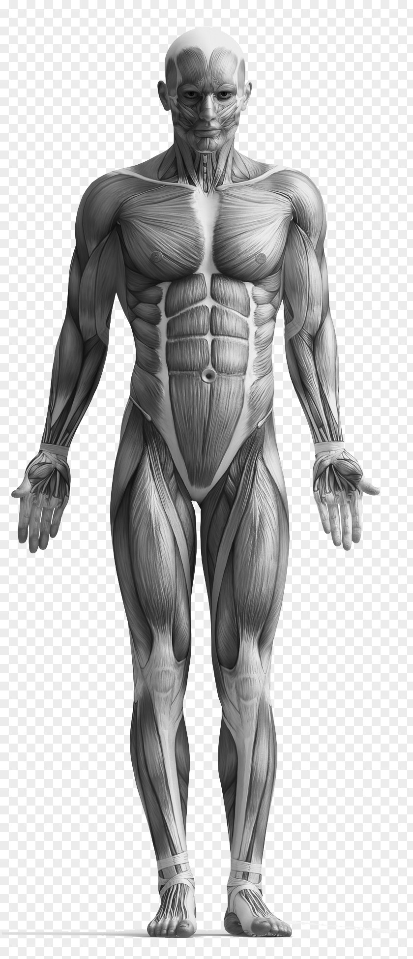 Anatomy Myofascial Trigger Point Massage Physical Therapy Muscle PNG