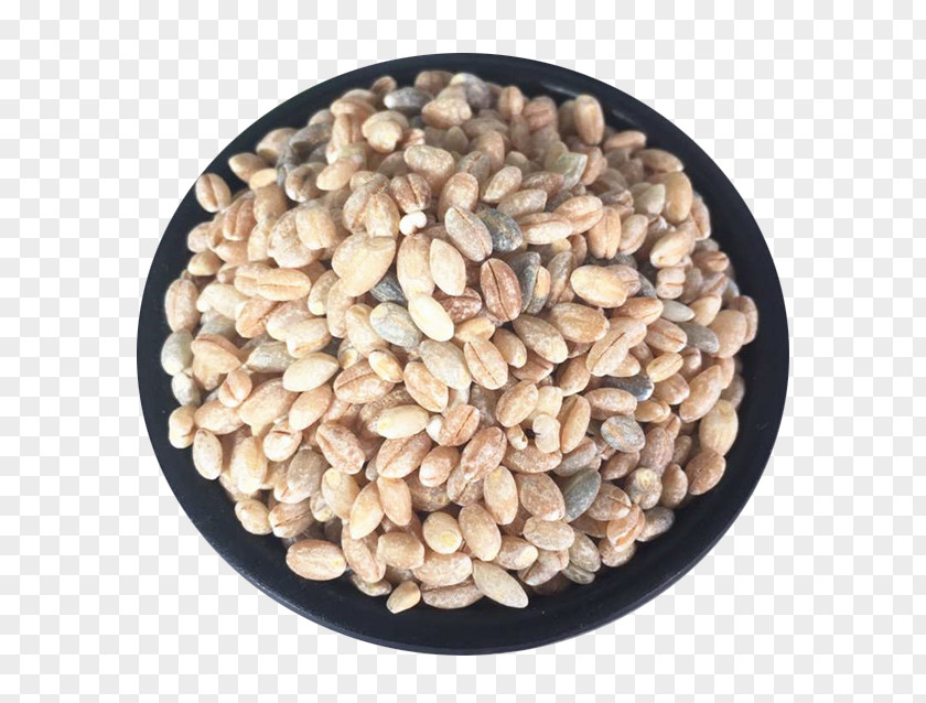 Barley Grains Tibetan Cuisine Tsampa Highland Cereal PNG