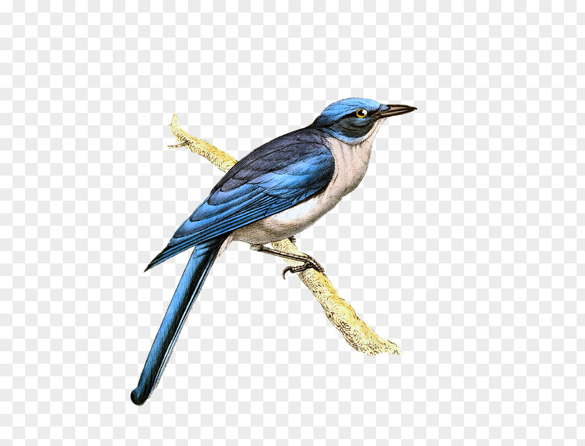 Bird Beak Blue Jay Songbird PNG
