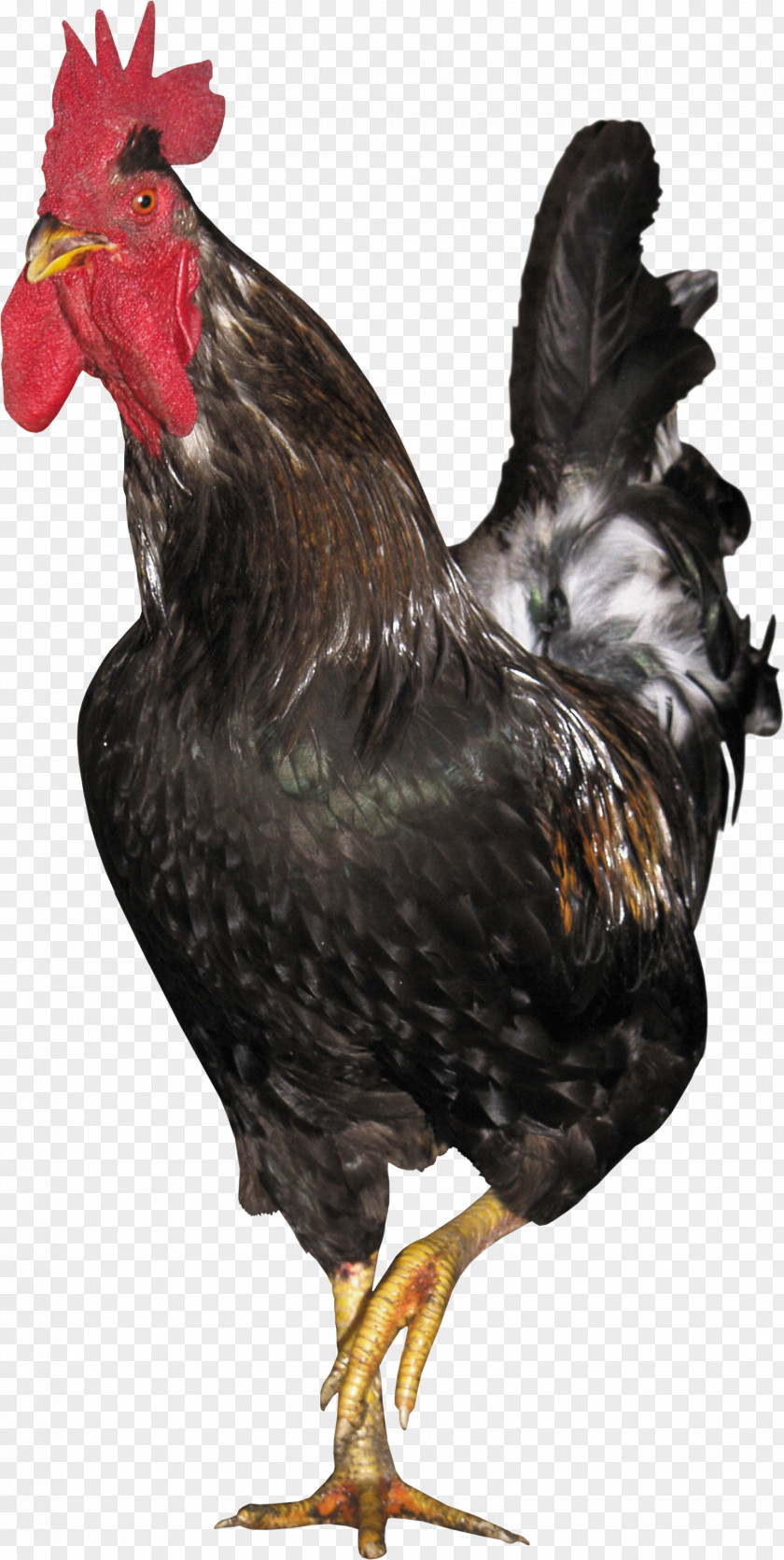 Cock Chicken Rooster Chinese Zodiac Sugar Pine 7 Monkey PNG