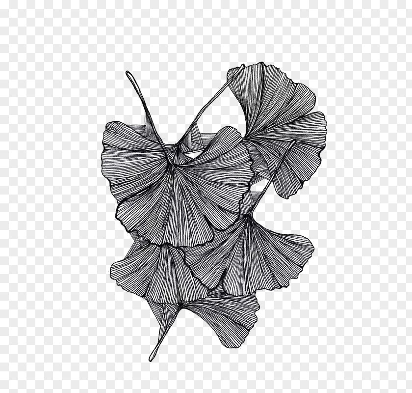 Creative Lotus Illustrations Black And White Drawing Painting PNG