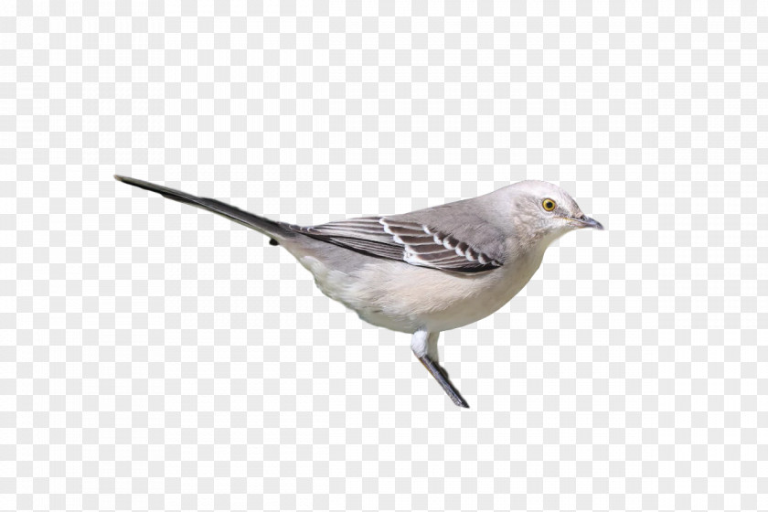 Feather PNG