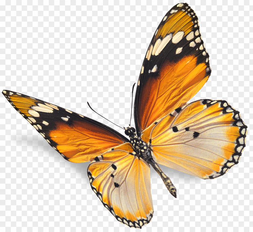 Fly Monarch Butterfly Insect Red Stock Photography PNG