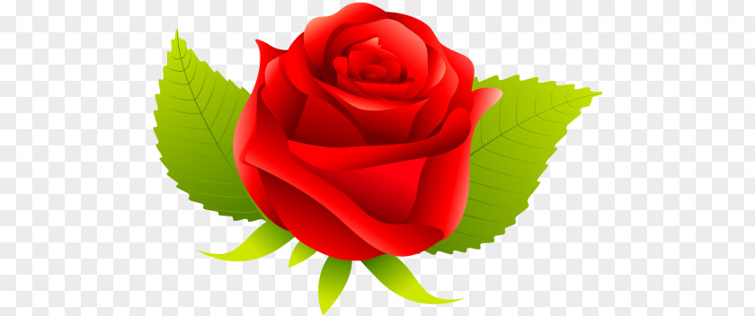 Garden Roses Cabbage Rose Cut Flowers Petal Desktop Wallpaper PNG