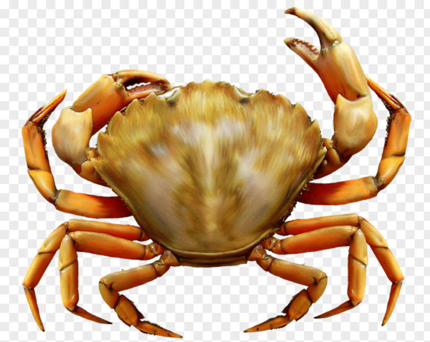 Velvet Crab Malacostraca Somanniathelphusa Sinensis Crabe PNG crab sinensis Crabe, Hand-painted clipart PNG