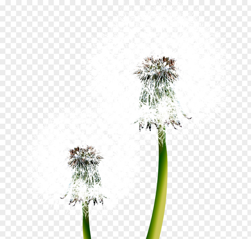 Dandelion Butterfly Facebook PNG