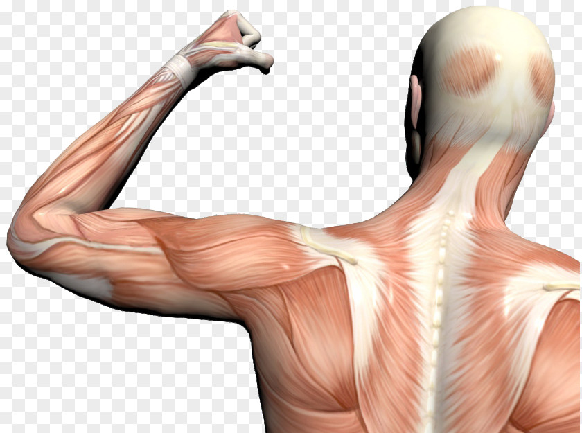 Human Body Muscle Pain Ache Anatomy PNG