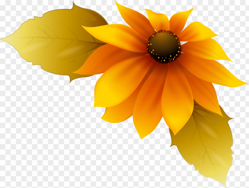 Sunflower Decorative Material Flower Drawing Petal Clip Art PNG