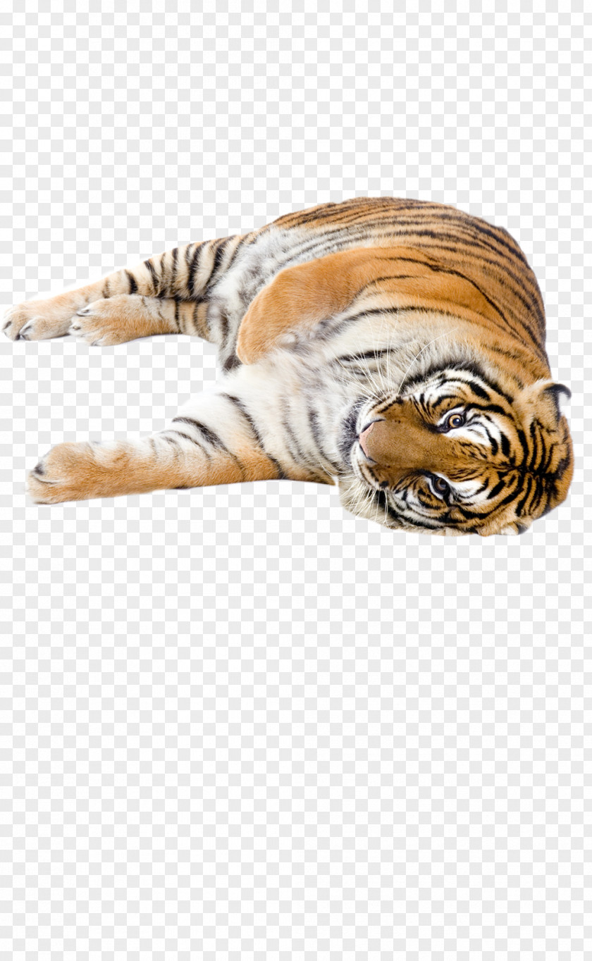 Tiger Stock Photography Cat PNG