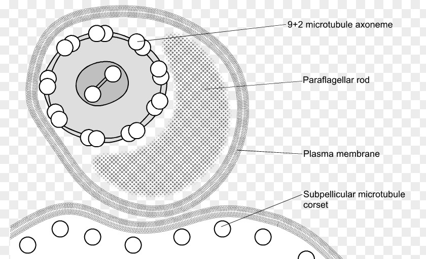 Trypanosoma Brucei Flagellum Kinetoplastida Cell PNG