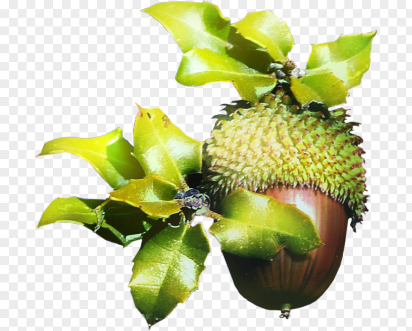 Acorn Blog Forest Clip Art PNG