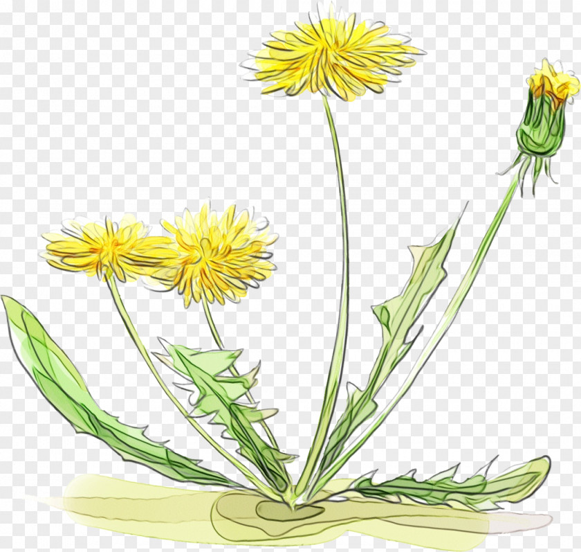 Dandelion Plant Stem Cut Flowers Yellow Herbal Medicine PNG