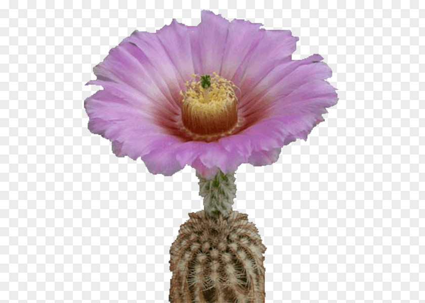 Flower Hedgehog Cacti Cactus Flowers Plant Echinocereus PNG