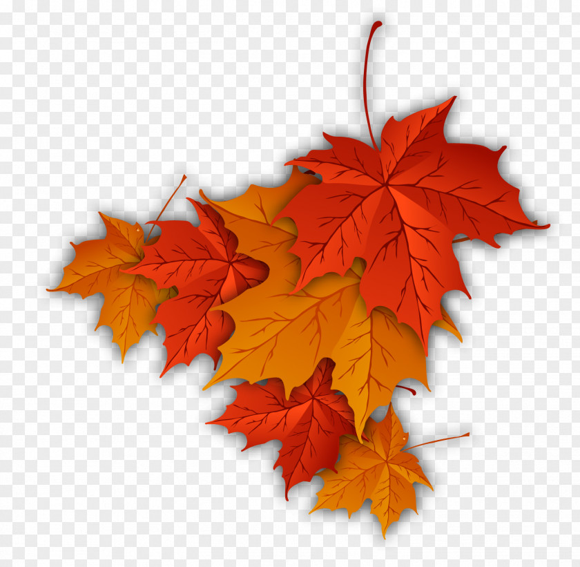 Maple Leaf Autumn Color PNG