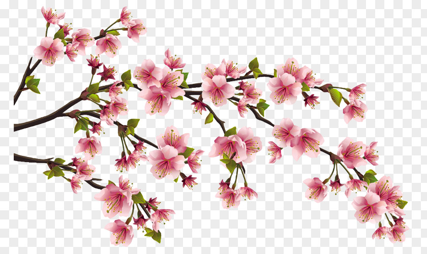 Peach Fruit Blossom Cherry Clip Art PNG