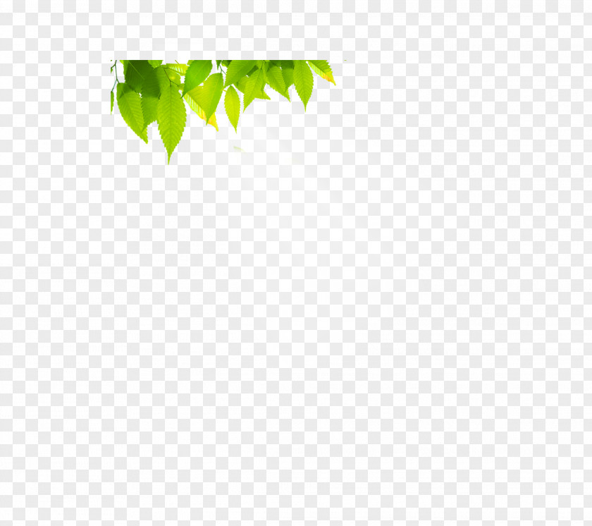 Beautiful Sun Leaves Green Angle Pattern PNG