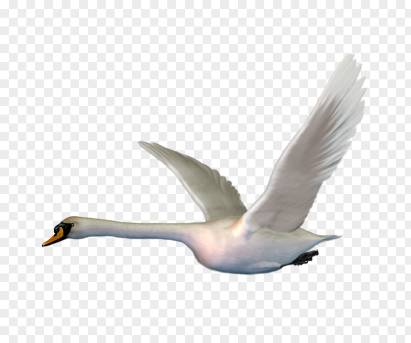 Bird Cygnini Goose Clip Art PNG