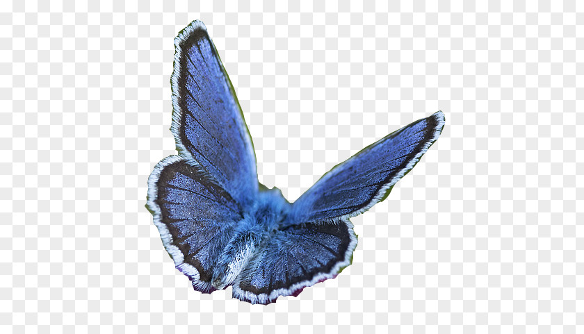 Butterfly Moth Clip Art PNG