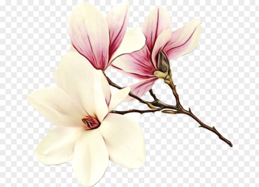 Chinese Magnolia Herbaceous Plant Family Tree Background PNG