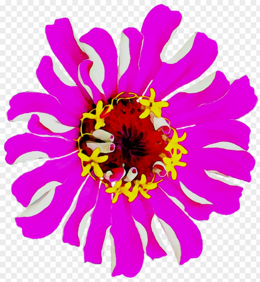 Chrysanthemum Floral Design Cut Flowers Annual Plant Herbaceous PNG