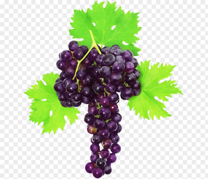 Grape Sultana Leaves Zante Currant Muscat PNG