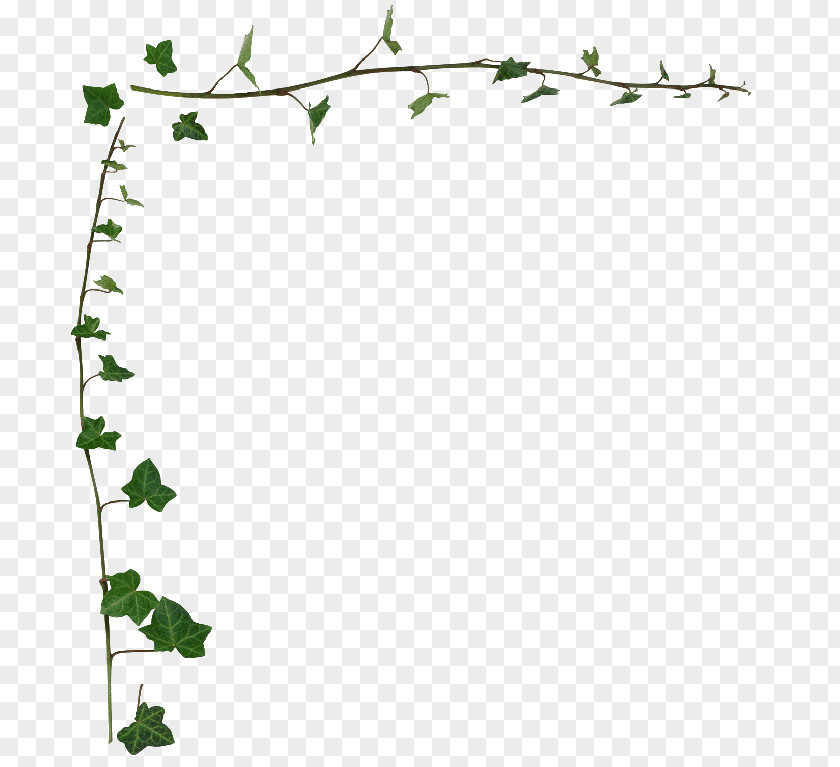 Leaf Border Common Ivy Vine Desktop Wallpaper Stock Photography Clip Art PNG
