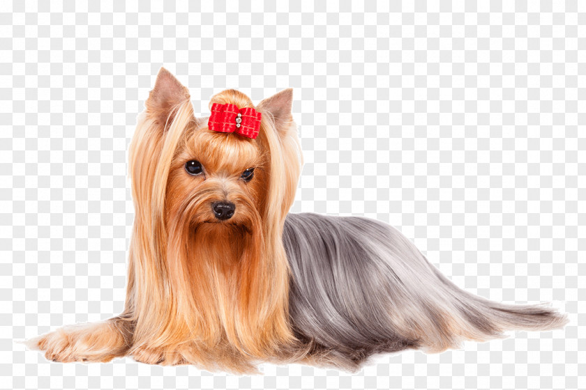 Long Hair Yorkshire Terrier Italian Greyhound Finnish Spitz Poodle Boxer PNG