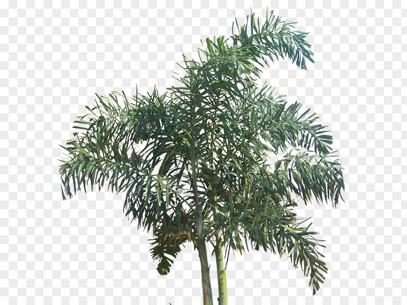 Tree Wodyetia PNG