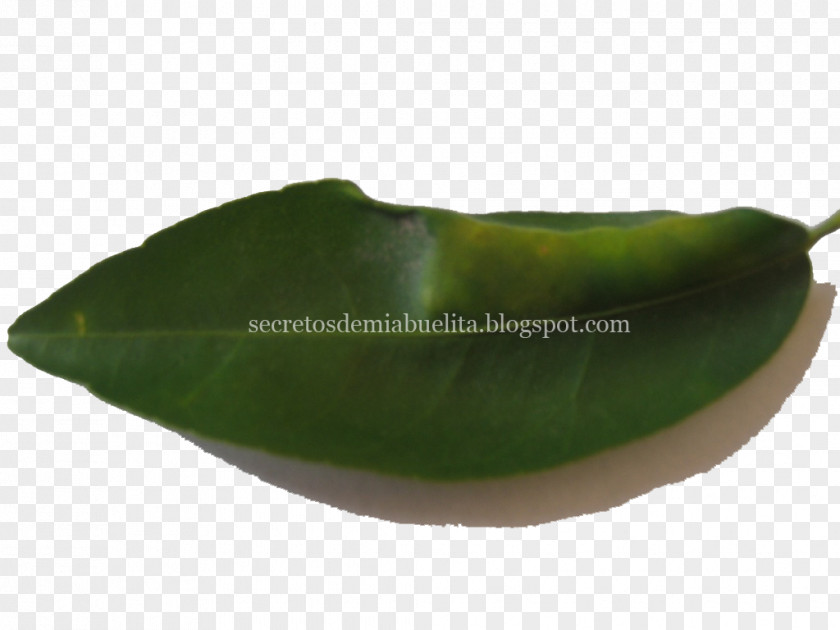 Abuelita Bell Pepper Chili Leaf Orange PNG