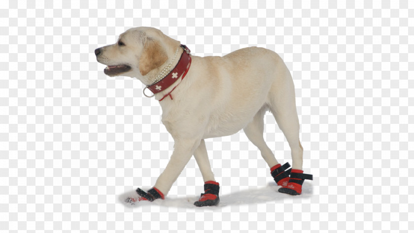 Chihuahua Labrador Retriever Puppy Shoe Sock Companion Dog PNG