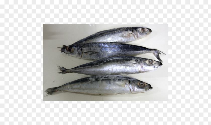 Fish Sardine Pacific Saury Products Mackerel PNG