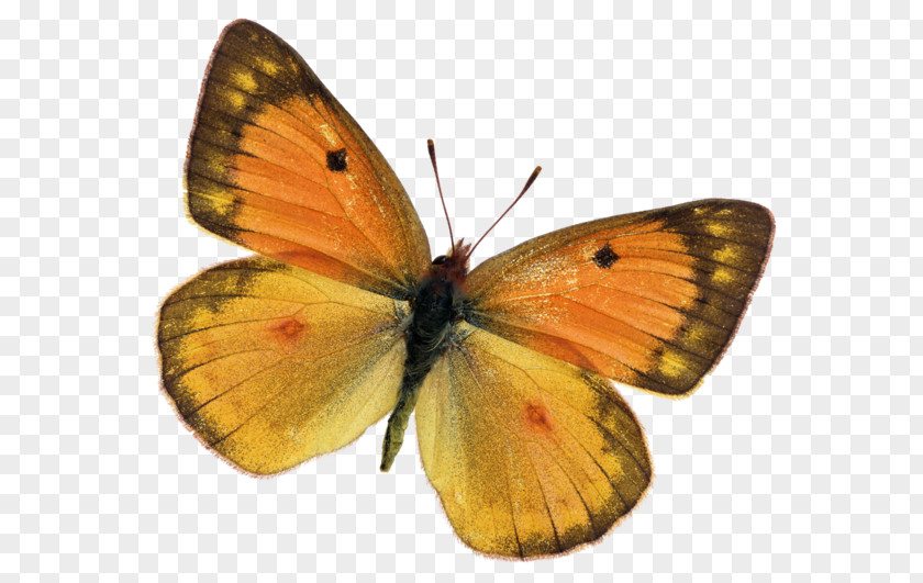 Butterfly Monarch Lycaenidae Moth Pieridae PNG