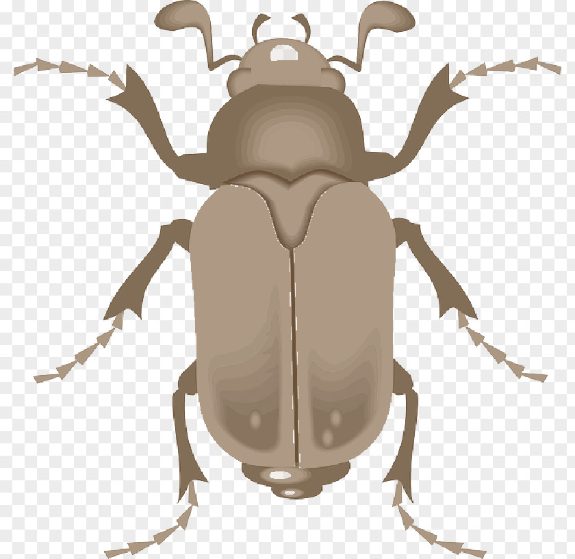 Lesser Stag Beetle Clip Art Ground PNG