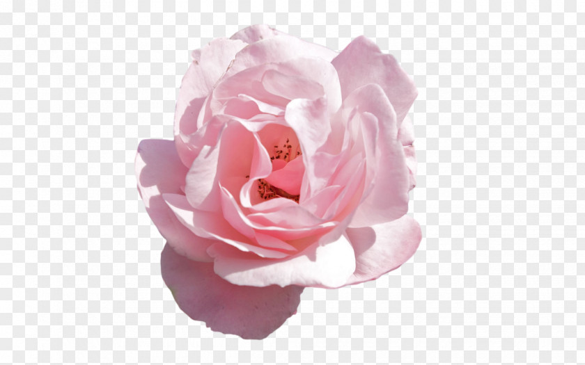Pink Flower Rose Flowers PNG