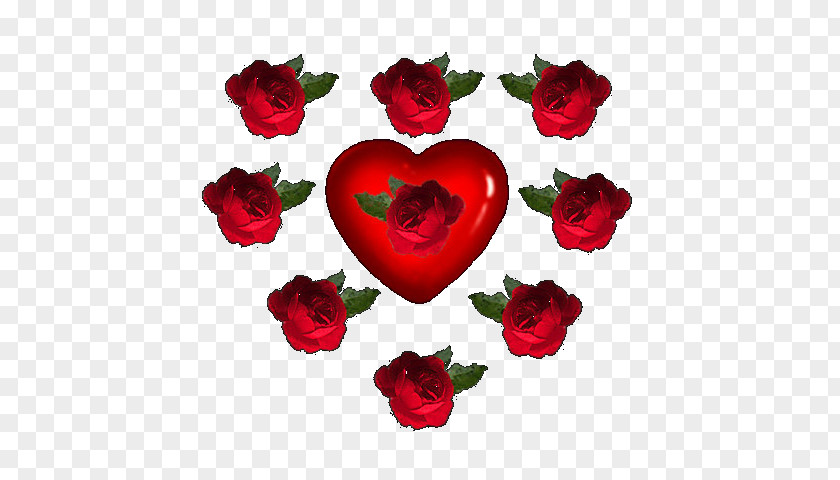 Rose Garden Roses Cut Flowers Red PNG