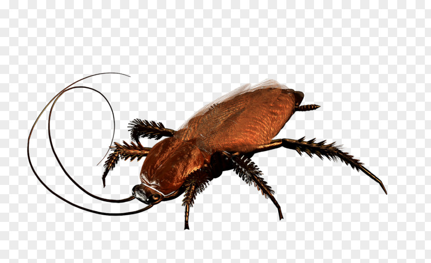 Cockroach Beetle Pest Control PNG