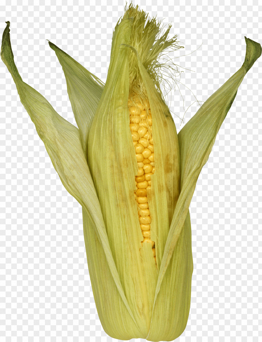 Corn Image Maize Cereal PNG