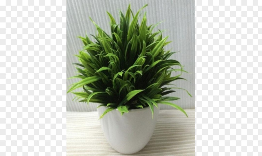 Grass Flat Houseplant Flowerpot PNG