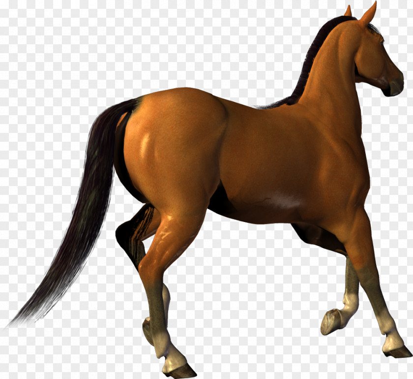 Horse Image Clip Art PNG